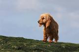 BASSET FAUVE DE BRETAGNE 020